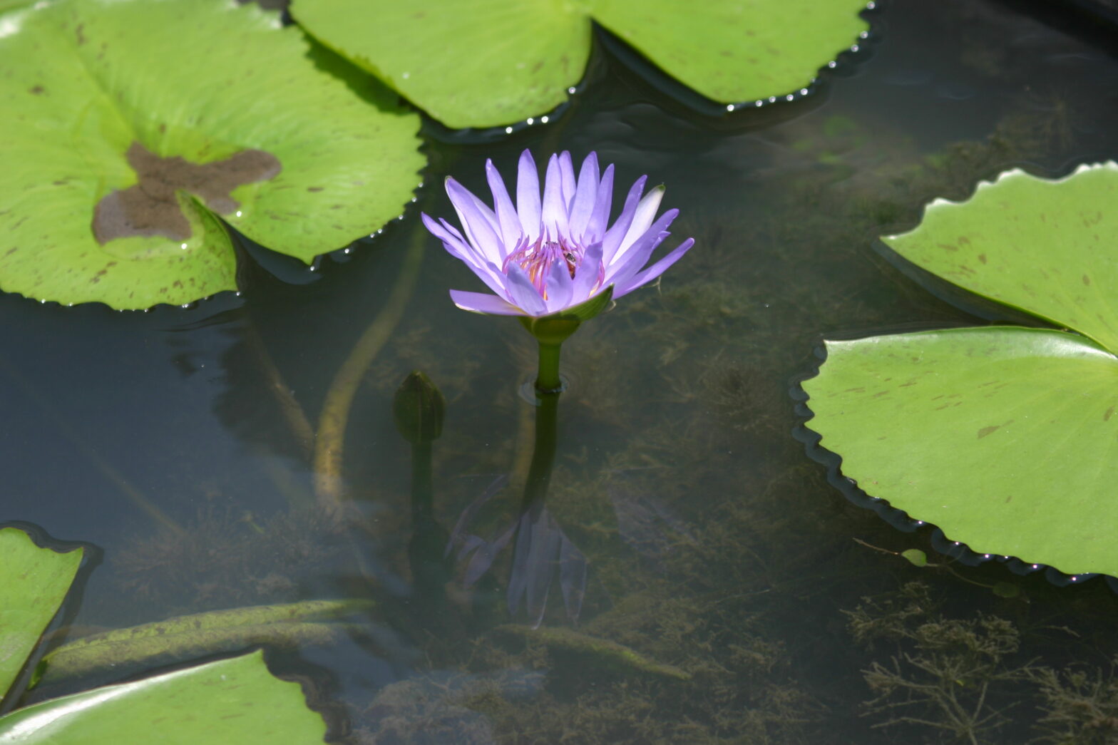 Medytacja Metta – narzędzie do budowania spełniających relacji