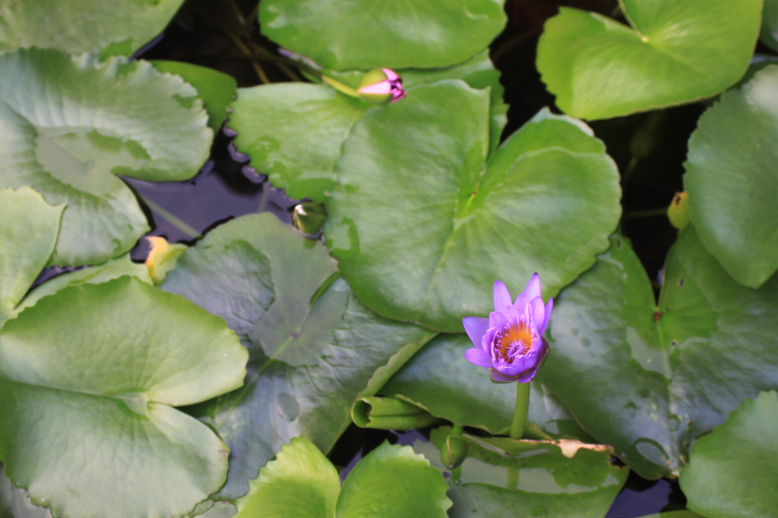 Medytacja od podstaw