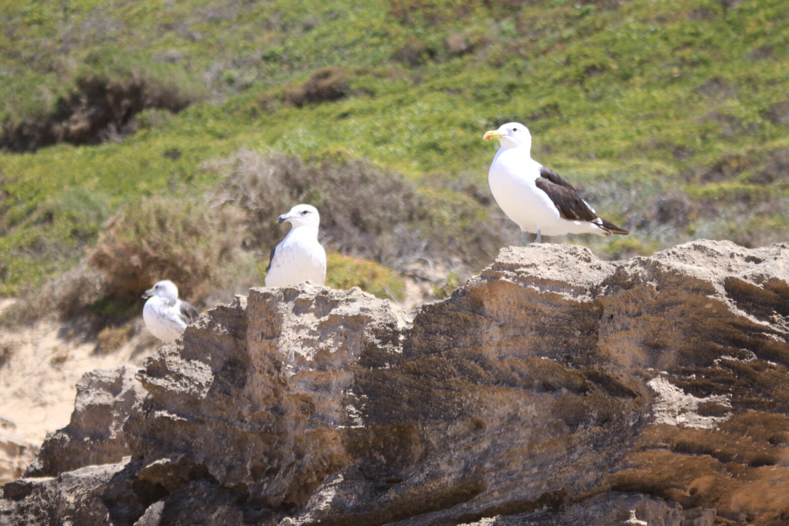 Pakiet kursów o prawie przyczyny i skutku