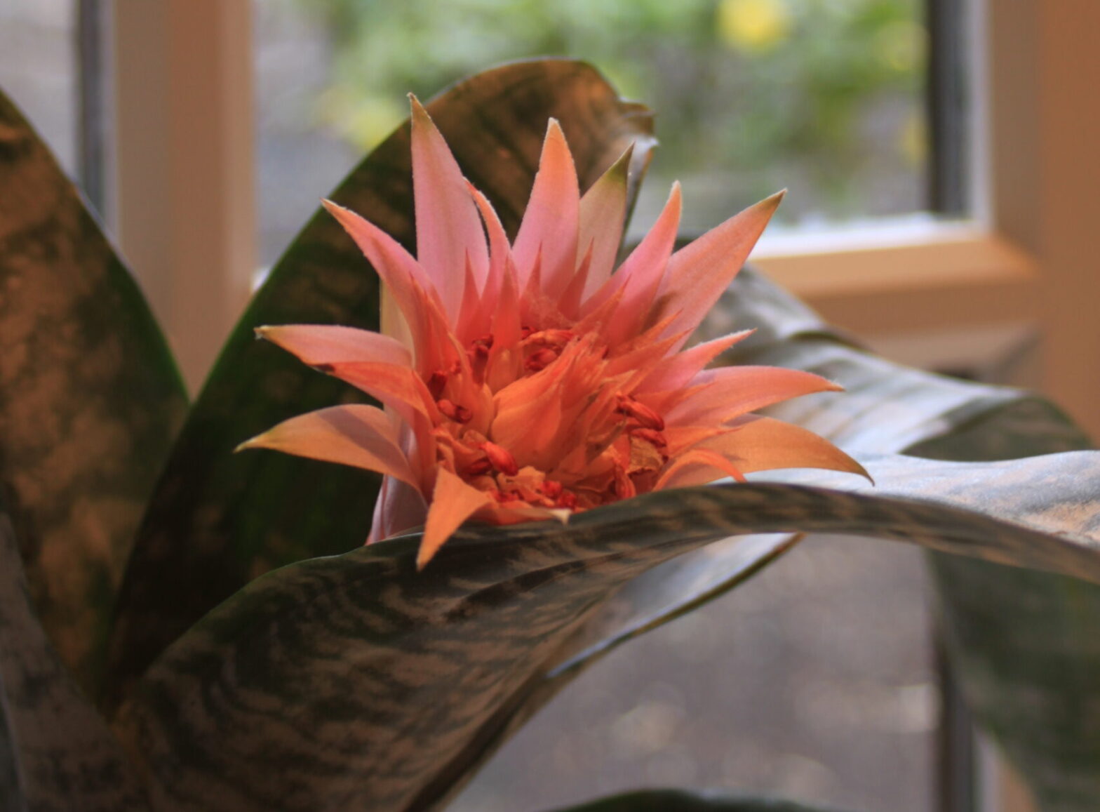 Dojrzewanie duchowego potencjału